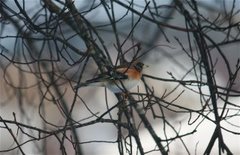 Bjørkefink (Fringilla montifringilla)