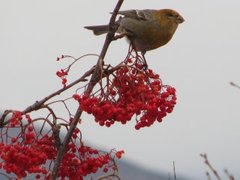 Pine Grosbeak (Pinicola enucleator)
