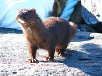 Mink (Neovison vison)