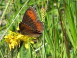 Fløyelsringvinge (Erebia ligea)