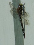 Øyenstikkere (Odonata)