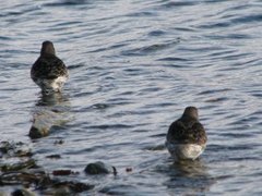 Purple Sandpiper (Calidris maritima)