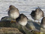 Fjæreplytt (Calidris maritima)