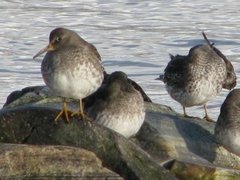 Purple Sandpiper (Calidris maritima)