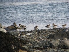 Purple Sandpiper (Calidris maritima)