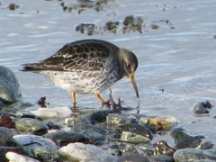 Purple Sandpiper (Calidris maritima)