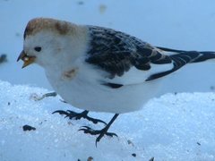 Snow bunting (Plectrophenax nivalis)