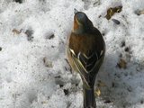 Bokfink (Fringilla coelebs)