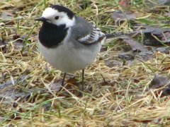 White Wagtail (Motacilla alba)