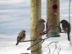 Arctic Redpoll (Acanthis hornemanni)