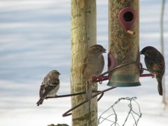 Polarsisik (Carduelis hornemanni)