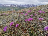 Lapprose (Rhododendron lapponicum)