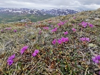 Lapprose (Rhododendron lapponicum)