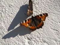 Small Tortoiseshell (Aglais urticae)