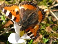 Small Tortoiseshell (Aglais urticae)