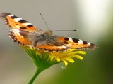 Neslesommerfugl (Aglais urticae)