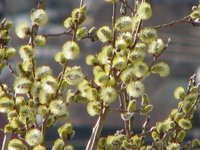 Selje (Salix caprea)