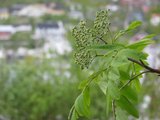 Rogn (Sorbus aucuparia)