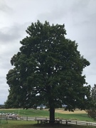 Spisslønn (Acer platanoides)