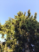 Gran (Picea abies)