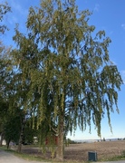 Hengebjørk (Betula pendula)