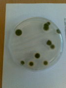 Penicillium