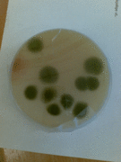 Alternaria