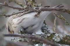 Arctic Redpoll (Acanthis hornemanni)