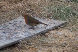 Rødstrupe (Erithacus rubecula)