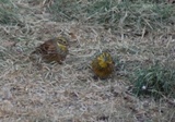 Gulspurv (Emberiza citrinella)