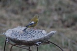 Grønnfink (Carduelis chloris)