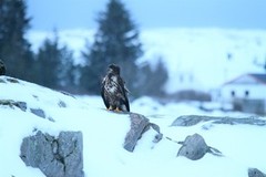 White-tailed Eagle (Haliaeetus albicilla)