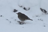 Måltrost (Turdus philomelos)