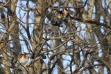 Stillits (Carduelis carduelis)