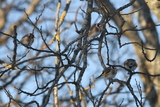 Stillits (Carduelis carduelis)