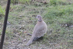 Tyrkerdue (Streptopelia decaocto)