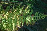 Ormetelg (Dryopteris filix-mas)