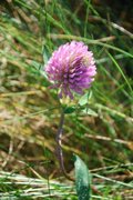 Rødkløver (Trifolium pratense)