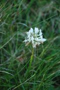 Hvitkløver (Trifolium repens)