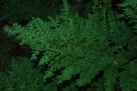 Bregneplanter (Pteropsida)
