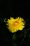 Løvetannslekta (Taraxacum)