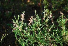 Røsslyng (Calluna vulgaris)