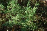 Einer (Juniperus communis)