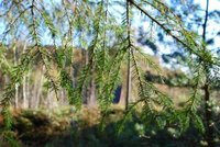 Gran (Picea abies)