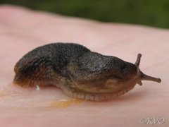 Dusky Arion (Arion fuscus)