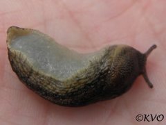 Dusky Arion (Arion fuscus)