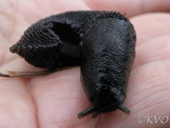 Ash-black Slug (Limax cinereoniger)