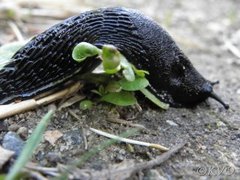 European black slug (Arion ater)