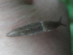 Nettkjølsnegl (Deroceras reticulatum)