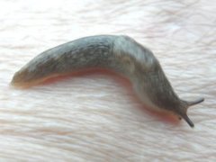 Gray field slug (Deroceras reticulatum)